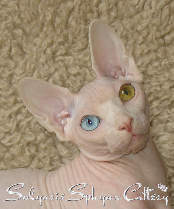 sphynx for sale